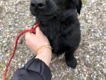 Flat coated retriever · Stockholm · Cacis Junior