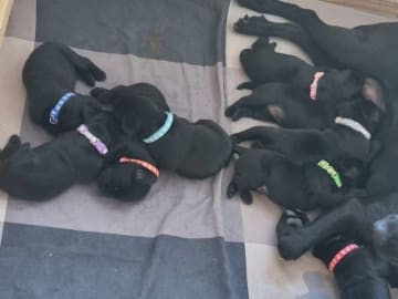 Labrador retriever · Skanderborg · Grethe Willemoes Andersen