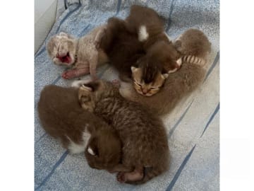 British Shorthair · Färjestaden · SE*Forsberg's