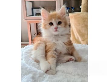 Kurilean Bobtail Longhair · Borås · SE*Björketorp