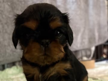 King charles spaniel · Kristinehamn · Shim Shim Shiree