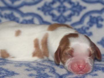 Cavalier king charles spaniel · Säffle · Bernerhagens