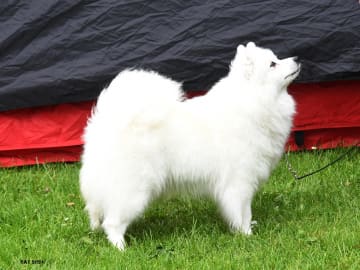 Japansk spisshund · Bryne · Nordic Happytails