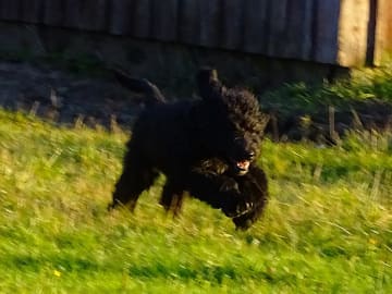 Bernerdoodle · Överkalix · Snabelsnutens Hus