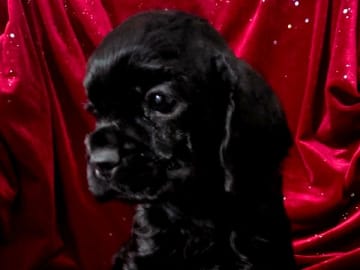 Amerikansk cocker spaniel · Bottnaryd · De La Pi's
