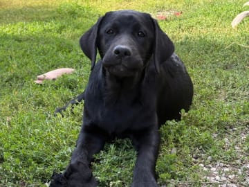 Labrador retriever · Fellingsbro · Scenick’s