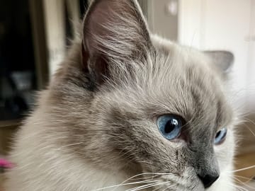 Ragdoll · Växjö · Stella W.