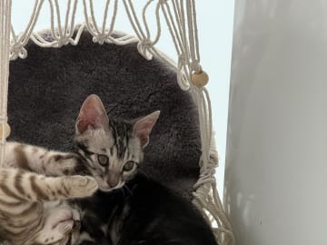 Bengal · Malmö · SE*Nancy&Lilly