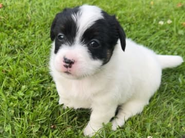Jack russell terrier · Lidköping · Andreas Friberg