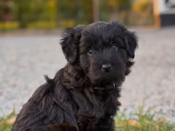 Berger des Pyrenees a poil long · Tierp · Kennel Dirgis