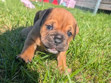 Continental Bulldog · öjebyn · Bennstaff
