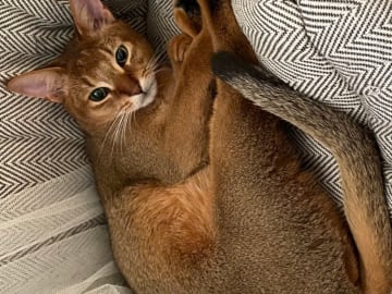 Chausie · Järfälla · Elia Y.