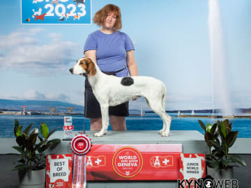 Halden Hound (Haldenstøver) · Tangen · Lykkelosberget