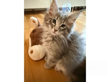 Norsk skogkatt