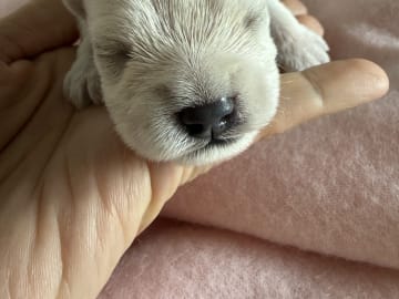 Dvärgschnauzer · Vara · Snowie Shine’s Kennel