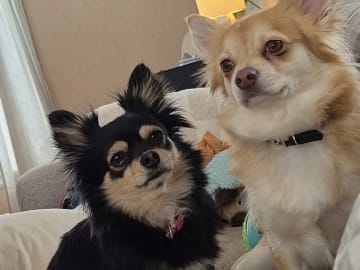 Pomchi · Arendal · Hanna B.
