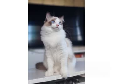 Ragdoll · Väse · SE*Wernigerodes
