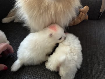 Pomeranian · Ljusterö · Björkarbo
