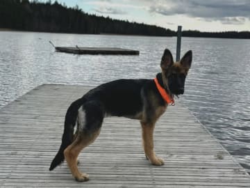 Tysk Schäferhund · Vittinge · Estridh S.
