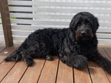 Labradoodle · Hammarö · Kilenegårdens