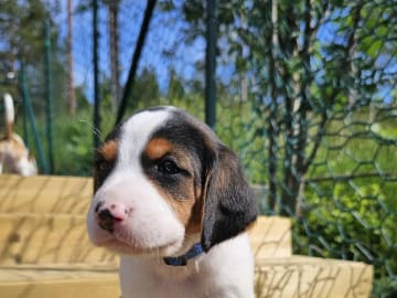 Halden Hound (Haldenstøver) · Tangen · Lykkelosberget