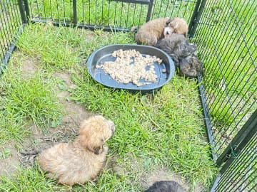 Shih-poo · Holstebro · Linette N.