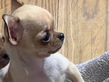 Chihuahua · Fjärdhundra · Bastängens