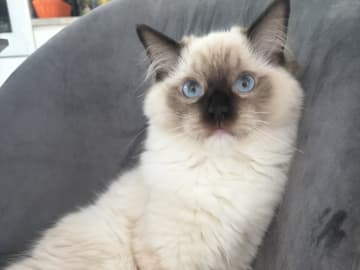 Ragdoll · Åkersberga · SE*Ragadonis
