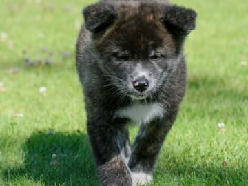 Akita · Lilla Edet · Fuyuko Kensha