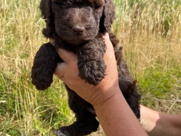 Labradoodle · Nol · Lyckliga Vovven