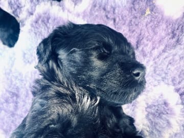 Portugisisk vattenhund · Arvika · Diva Divers