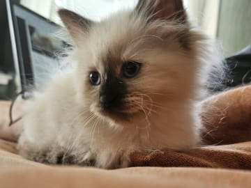 Sibirisk katt · Fengersfors · SE*Knarren's
