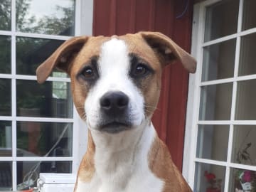 DanskSvensk gårdshund-Staffordshire bullterrier" · Lerdala · Kampavall
