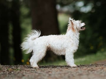 Chinese crested dog · Øvre Eidfjord · Carina Ingeborg Linnea Ekström