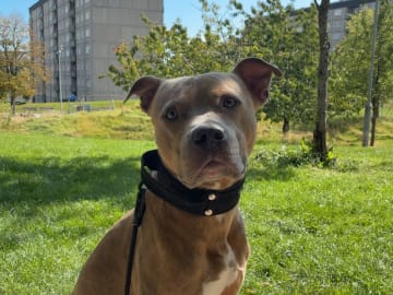 Pitbull/bully · Hisings Backa · Gabriella B.