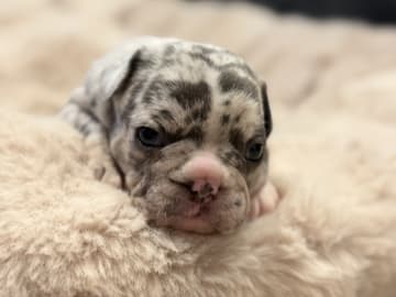 French Bulldog · Hörby · Chubby cheeks
