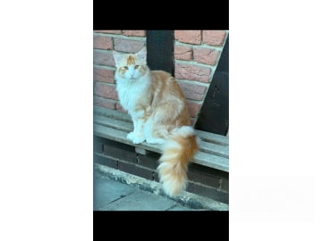 SE*Danzarin Cats