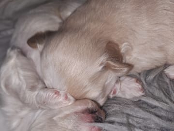 Maltipoo · Torshälla · Maltipoo