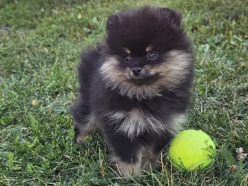 Pomeranian · Enköping · Pomsik Rakaaig