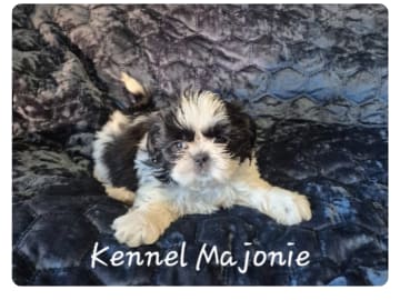 Shih tzu · Upplands Väsby · Majonies
