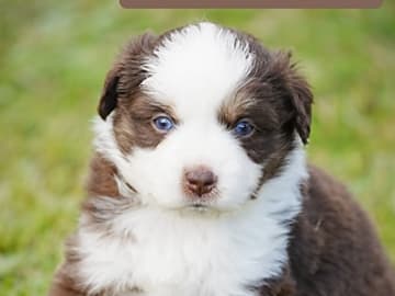 Miniature American Shepherd · Åsnes Finnskog · Lill Bredvold