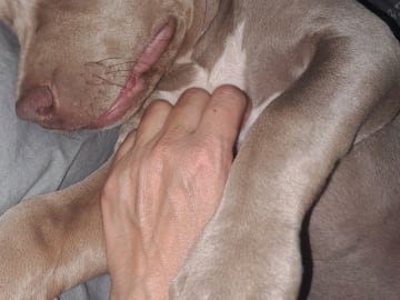 American Bully · Torshälla · Privatperson