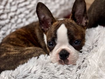 Bostonterrier · Höör · Fläderhaga’s Lovely Dogs