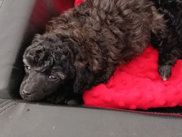 Hjortkvarns Cavapoo