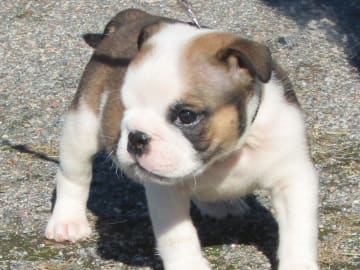 Engelsk bulldog · Rånäs · Maxibull