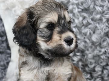 Backamos Labradoodle
