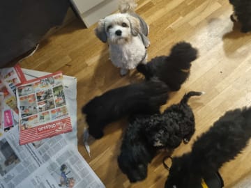 Maltipoo · Ystad · Jenny M.