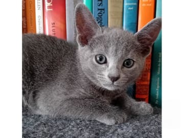 Russian Blue · Sundbyberg · S*Tsarens