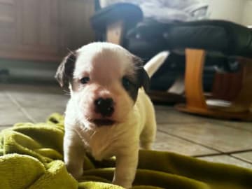 Jack Russell Terrier · Holstebro · Henning Berg Klit