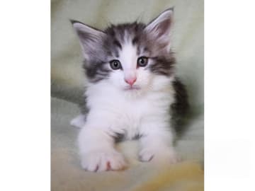 Norwegian Forest · Edsvalla · S*Pysida's